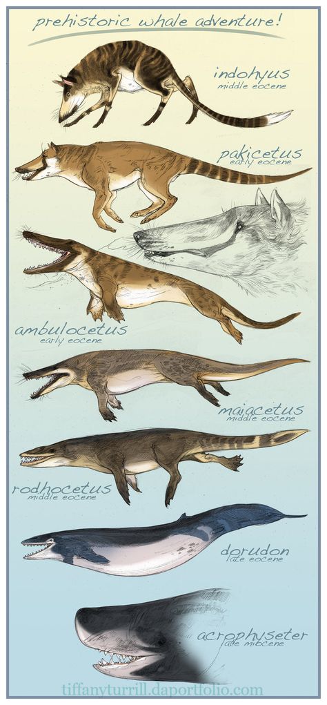 lostbeasts:    gallantcannibal:    Prehistoric whale evolution, illustrated by Tiffany Turrill.    Ambulocetus, my sweet baby Animal Chart, Prehistoric Wildlife, Ancient Animals, Paleo Art, 다크 판타지, Types Of Animals, Extinct Animals, Dinosaur Art, Dinosaur Fossils