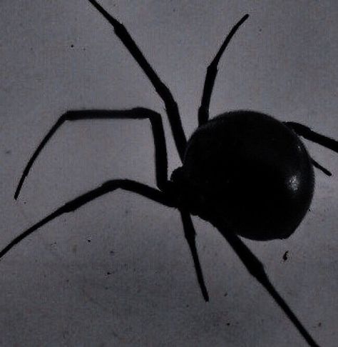 Spiderman Noir Aesthetic, Black Widow Aesthetic Spider, Spidercore Aesthetic, Black Spider Aesthetic, Spider Aesthetic Dark, Black Widow Spider Aesthetic, Black Widow And Spiderman, St Aesthetic, Kalluto Zoldyck