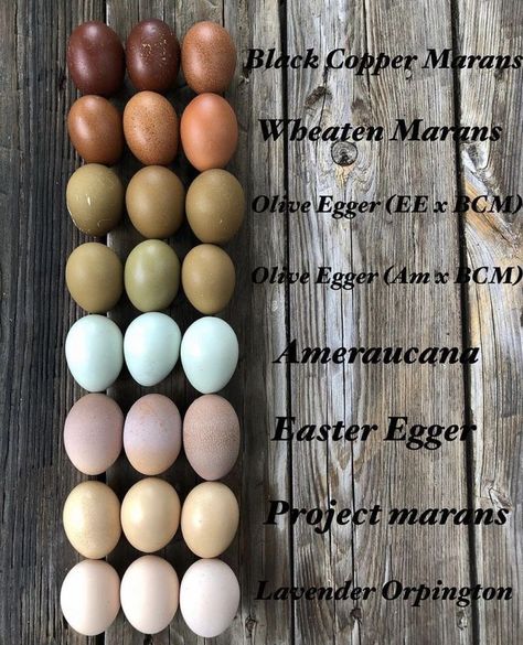 Egg Fridge Storage, Pretty Egg Laying Chickens, Chicken Hen House, Beautiful Chicken Coop Ideas, Heavy Bloomer Chicken, Pretty Chicken Coop Ideas, Fresh Egg Storage Ideas, Chicken Eggs Colors Chart, Chicken Coop Roosts