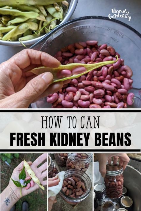 How to Can FRESH Kidney Beans Kidney Bean Salad, Roast Beef Dinner, White Bean Soup Recipes, Canning 101, Canned Beans, White Bean Soup, Sunday Roast, Aromatic Herbs, Beef Dinner