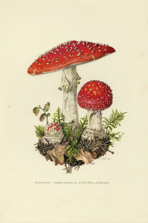 Cottage Core Posters, Wonderland Painting, Mushroom Poster, Mushroom Drawing, Vintage Mushroom, Mushroom Decor, Vintage Botanical Prints, Illustration Wall Art, Illustration Vintage