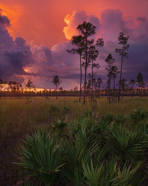 Country Fences, Palm Trees Painting, Everglades Florida, Florida Photography, Florida Art, Landscape Photography Nature, Sunset Nature, Old Florida, Sky Photography