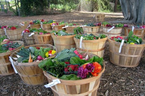 Csa Box Ideas, Farmers Market Basket, Vegetables In Basket, Vegetable Stand Ideas Farmers' Market, Basket With Vegetables, Farm Wife Life, Vegetables Farm, Csa Farm, Produce Boxes Farmers' Market