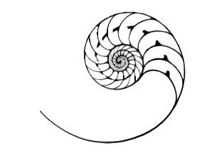 nautilus inverted Fossil Tattoo, Spiral Tattoos, Fox Tattoo, Small Tattoo, Sacred Art, Nautilus, Small Tattoos, Fossil, Tattoo Ideas