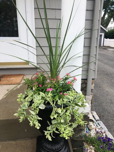 Thriller - dracaena  Filler - vinca soiree kawaii (catharanthus hybrid) Spiller - livingstone daisy mezoo trailing red (dorotheanthus hybrid) Mezoo Trailing Red, Livingstone Daisy, Summer Planters, Summer Planter, Cut Garden, Livingstone, Outdoor Planters, Flower Ideas, Home Is Where