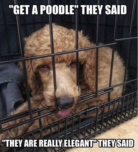 14 Funny Poodle Memes That Will Make You Smile! | Page 2 of 3 | PetPress Queen Marie Antoinette, Funny Poodle, Poodle Haircut, Poodle Mom, Miniature Poodle, Bad Habit, Left Alone, Poodle Dog, Little Puppies