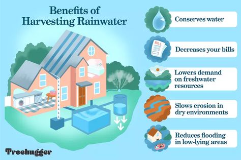 Rainwater Harvesting: A Beginner’s Guide Rooftop Rainwater Harvesting, Type Of Plants, Grey Water Recycling, Rain Water Harvesting, Water Butts, Ways To Save Water, Water Harvesting, Rainwater Harvesting System, Catchment Area