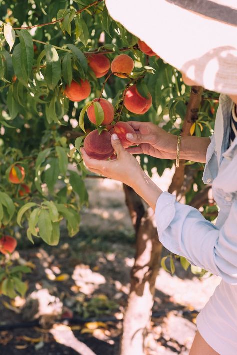 Avoiding Contamination in Urban Environments — Four Season Foraging Peach Food, Growing Fruit Trees, Stone Fruits, Summer Harvest, Free Fruit, Grilled Peaches, Peach Recipe, Growing Fruit, Stone Fruit