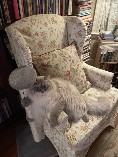 Lady Aesthetic, Design Armchair, Aesthetic Interior Design, Aesthetic Interior, Cat Obsession, Old Lady, Cat Aesthetic, House Room, Hermione Granger