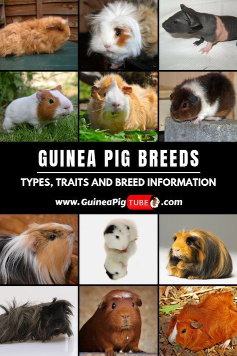 When getting a new guinea pig, the first thing you need to decide on is the guinea pig color type and guinea pig breed. There are many guinea pig breeds and guinea pig types. In this article, you can read our guide about the differences in guinea pig breeds. Our guinea pig breed guide has sorted every type of guinea pig breed into 3 main sections: short haired guinea pigs, long haired guinea pigs and hairless guinea pigs. #guineapigs  #longhairedguineapig  #hairlessguineapig  #guineapigtips Long Haired Guinea Pigs, Hairless Guinea Pigs, Guinea Pig Breeds, Female Guinea Pigs, Pig Diet, Guinea Pig Diet, Pig Facts, Guinea Pig Breeding, Guinea Pig Diy