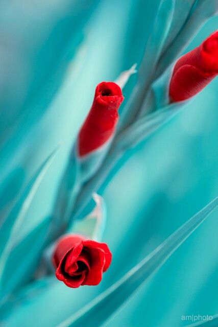 Red roses Red Turquoise Color Palette, Red And Teal Aesthetic, Red Cyan Aesthetic, Turquoise And Red Aesthetic, Red And Aqua, Red And Blue Flowers Aesthetic, Red Turquise, Turquoise Aesthetic, Turquoise Cottage