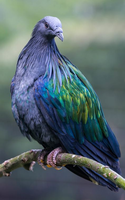 Nicobar Pigeon, Different Birds, Kinds Of Birds, Colorful Bird, All Birds, Bird Pictures, Exotic Birds, Pretty Birds, Colorful Birds