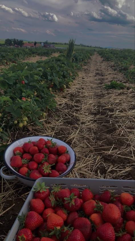 Fruit Field Aesthetic, Katie Gardner Aesthetic, Strawberry Patch Aesthetic, Harvesting Aesthetic, Strawberry Garden Aesthetic, Strawberry Field Aesthetic, Berry Farm Aesthetic, Clarisse Core, Strawberry Fields Aesthetic