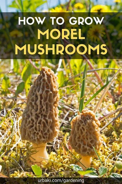 Mushrooms Cultivation, Growing Fungi, Growing Morel Mushrooms, Mushroom Logs, Growing Mushrooms Indoors, Morel Mushroom Recipes, Mushrooms Wild, Seed Sprouting, Morel Mushroom Hunting