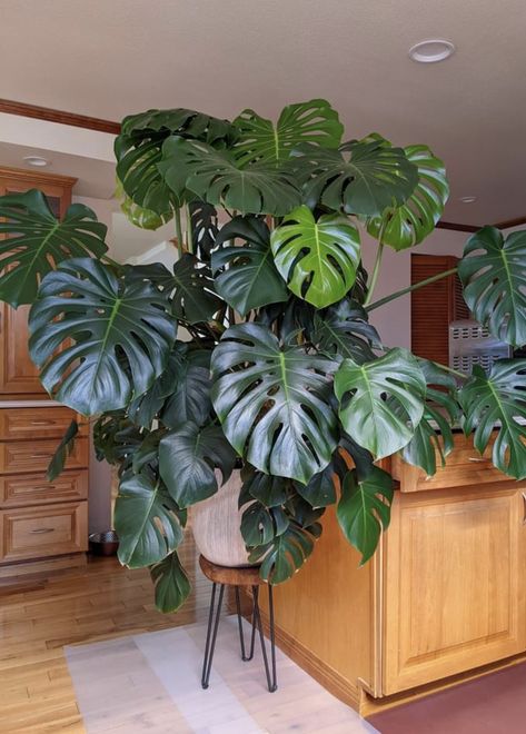 Big Leafy Plants, Big Leaf Plants, Big Indoor Plants, Pots For Indoor Plants, Tropical House Plants, نباتات منزلية, Gothic Garden, Balcony Plants, Inside Plants