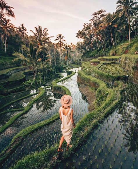 Unique Honeymoon Destinations, Voyage Bali, Rice Fields, Bali Travel, Honeymoon Destinations, Lombok, Ubud, Travel Goals, Travel Inspo