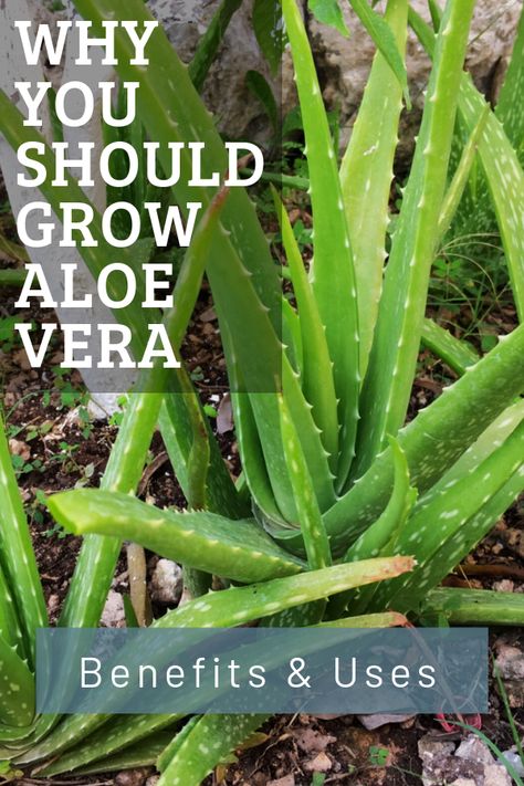 Natural health benefits and uses of aloe vera and how to grow it. With tips and recipes. #natural #health #aloevera Using Aloe Vera Plant, Aloe Vera Plant Indoor, Fresh Aloe Vera Gel, Aloe Vera Benefits, Healthy Nutrition Plan, Brown Spots Removal, Juice Diet, Healing Plants, Aloe Barbadensis