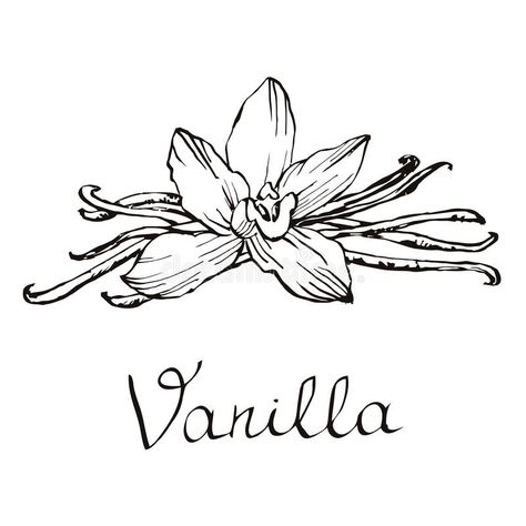 Vanilla beautiful flowers and beans. Hand drawn sketches vector illustration on white background in vintage style. Bean Drawing, Vanilla Flower, Flower Line Drawing, Hand Drawn Vector Illustrations, Background Vintage, Line Tattoos, Flower Images, Beautiful Tattoos, Lotus Flower Tattoo