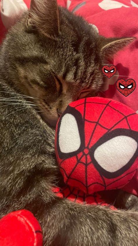 Spiderman Cat Pfp, Beauty Transformation, Spiderman Theme, Spiderman Costume, Total Beauty, Spiderman Pictures, Silly Cats Pictures, Cat Icon, Silly Animals