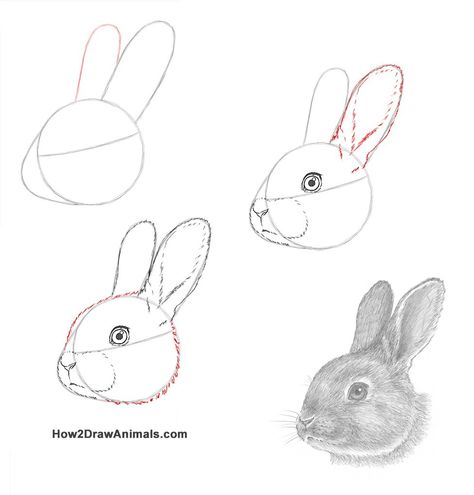 How to draw a rabbit from How2DrawAnimals #howtodraw #drawings #sketchbook #rabbit #bunny How To Draw Rabbits, How To Draw A Rabbit Step By Step, How To Draw Bunnies, How To Draw A Bunny Step By Step, How To Draw A Rabbit, Rabbit Drawing Step By Step, How To Draw A Bunny, Drawing A Rabbit, How To Draw Bunny