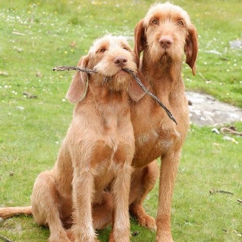 Wired Haired Vizsla, Wirehaired Vizsla, Airedale Dogs, Griffon Dog, Isle Of Mull, Hungarian Vizsla, Vizsla Dogs, Farm Dogs, Wire Haired Dachshund