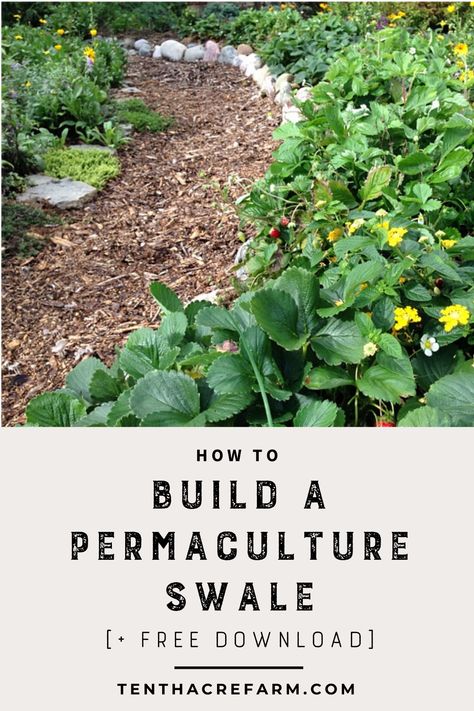 Swales Permaculture How To Build, Desert Permaculture Design, Ecological Garden, Garden Swales, Productive Garden, Perma Culture Garden, Small Yard Permaculture, Food Forest Garden Permaculture Design, How To Build A Food Forest