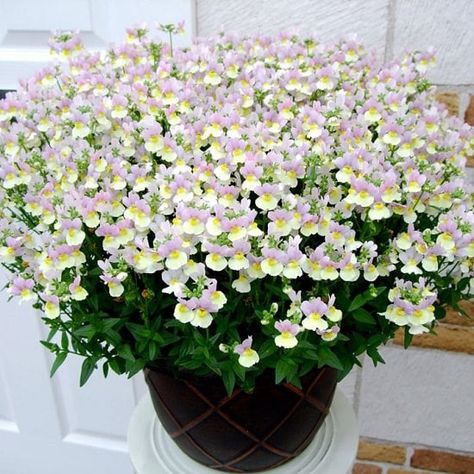 How to Grow Nemesia Nemesia Flowers, Patio Pots, Easter Bonnet, Types Of Vegetables, Tall Plants, Window Boxes, Back Gardens, Flower Border, Types Of Soil