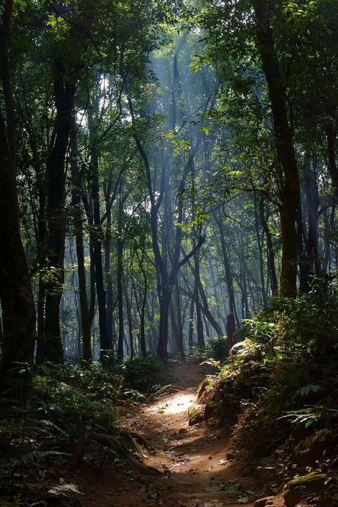 숲 사진, Image Nature, Mystical Forest, Forest Path, Forest Photography, Walk In The Woods, Alam Yang Indah, Nature Aesthetic, Enchanted Forest