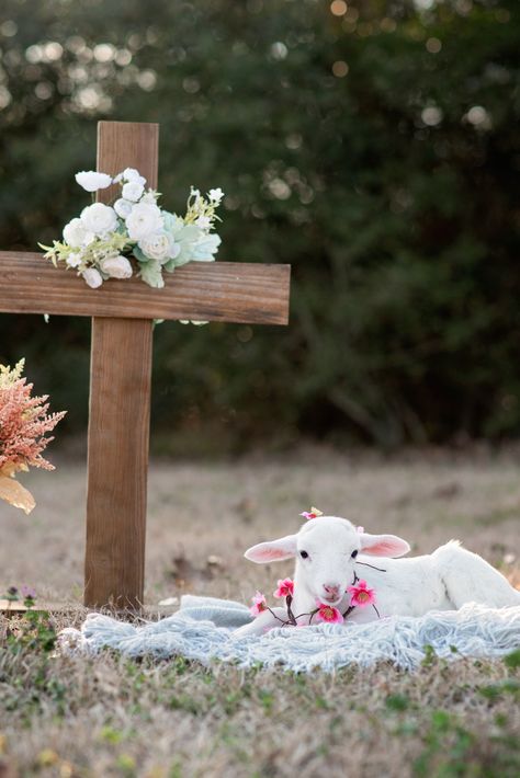 Lamb Easter Minis Easter Cross Photoshoot, Easter Mini Session Ideas, Easter Minis Photography, Easter Mini Sessions, Easter Shoot, Lamb Pictures, Easter Minis, Easter Pics, Easter Mini Session