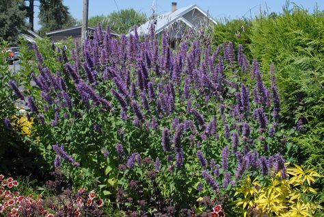 Agastache 'Blue Boa' ('Blue Boa' Giant Hyssop, Blue Boa Hummingbird Mint, 'Giant Hyssop') | North Carolina Extension Gardener Plant Toolbox Giant Hyssop, Hummingbird Mint, Tool Box, North Carolina, Mint, Plants, Blue