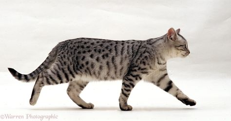 Silver tabby cat walking photo - WP15472 Walking Photo, Silver Tabby Cat, Walking Cat, Walking Animation, Cat Walking, Cat Anatomy, Cat Profile, Cat Reference, Warrior Cats Art