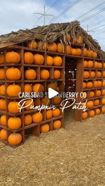 San Diego Play Days ☀️ Lyndsay on Instagram: "Carlsbad Strawberry Company Pumpkin Patch  🎃Scenic pumpkin patch with tons of photo ops and my favorite marigold fields!   🎃Open daily 9am-6pm (open until 10pm on Fridays and Saturdays in October for their scary haunted corn maze and secret little bar in the middle of the corn maze)  🎃Parking is free and admission is $10 for everyone over 5 yrs old (5 and under are free)  🎃Admission includes marigold fields, photo ops, lawn games, and pumpkin patch  🎃Everything else is additional cost and can get spendy, especially if you choose to do the bounce house land which is very pricey   🎃Tractor rides are $10 per person (5 and under free)  🎃Sheep and goat enclosure/petting zoo is $5/person (5 and under free but require a paying adult)  🎃Rabbits Goat Enclosure, Pumpkin Patch Ideas, The Great Pumpkin Patch, Haunted Corn Maze, San Diego Kids, Pumpkin Field, Visit San Diego, Family Magazine, San Diego Living