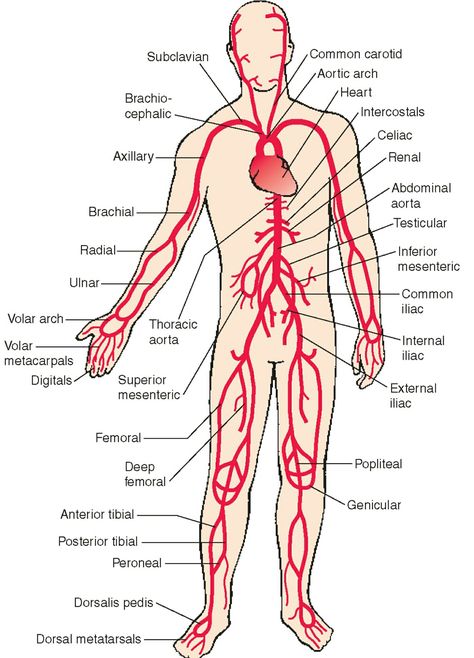 Arterial System, Blood Vessels Anatomy, Arteries Anatomy, Vascular Ultrasound, Abdominal Aorta, Subclavian Artery, Heart Diagram, Physical Therapy Assistant, Basic Anatomy And Physiology