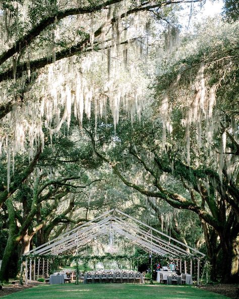 Carats & Cake on Instagram: “Definition of a fairytale wedding. This dreamy #Charleston fete by @afoxevent and @poppycustomfloral under a canopy of South Carolina trees…” Southern Wedding Venues, Southern Charm Wedding, Charleston Wedding Venues, King Photography, Dream Venue, Spanish Moss, Outdoor Venues, Southern Weddings, Whimsical Wedding