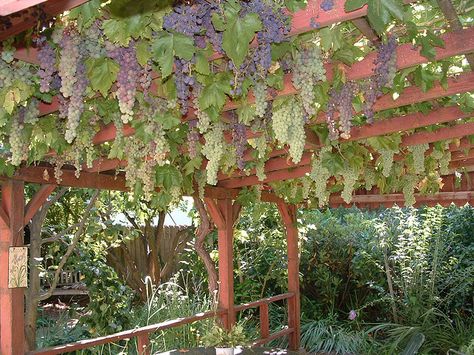 Hanging Grapes Grape Vine Trellis, Building A Trellis, Grape Arbor, Grape Trellis, Grape Plant, Vine Trellis, نباتات منزلية, Garden Of Earthly Delights, Garden Vines