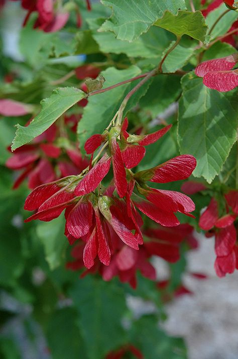 Hot Wings Tatarian Maple (Acer tataricum 'GarAnn') at Dutch Growers Garden Centre Acer Tataricum, Drought Tolerant Trees, Fruits Photos, Fast Growing Trees, Plant Tags, Hot Wings, Home Landscaping, Deciduous Trees, Growing Tree