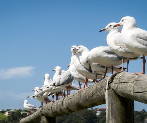 Life is as Limitless as the Sky In searching for the meaning of a seagull sighting, you will feel appreciation for this bird of flight… Jonathan Livingston Seagull, The Seagull, Dream Symbols, Your Spirit Animal, Symbols And Meanings, Learn To Fly, Animal Totems, Grown Up, The Meaning