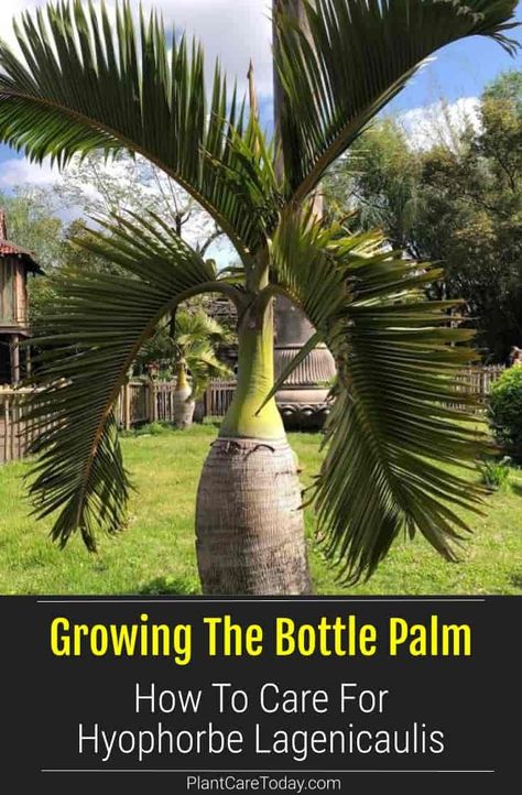 Bottle Palm Tree aka Hyophorbe Lagenicaulis is a slow growing palm and like a fine wine, it becomes more enjoyable with age. Initially, the trunk appears to bulge slightly. The swollen trunk slowly elongates and flattens into its trademark shape. Palm Tree Care, Bottle Palm Tree, Huge Planters, Palm Trees Garden, Palm Trees Landscaping, Hibiscus Plant, Palm Plant, Organic Soil, Letter X