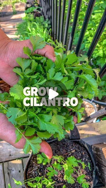 Char + Marv | Planted in the Garden on Instagram: "Cilantro is a versatile herb that can be grown in both gardens and pots. Here are the steps to grow cilantro.

Choose the right time to plant: Cilantro grows best in cool weather, so it’s ideal to plant it in early spring after the last frost or in the fall when temperatures have cooled down to 50 to 80 degrees Fahrenheit.

Prepare the soil: Cilantro prefers loose, fast-draining soil with an acidic pH. Ensure that the soil is well-drained to prevent waterlogging.

Plant the seeds: Cilantro seeds are relatively large and easy to handle, each seeds actually contain 2 so splitting these will give you a higher germination rate. Plant them at a depth of about 1/4 inch. 

Provide the right conditions: Cilantro can handle full sun or partial shad Grow Cilantro In Water, Growing Cilantro In A Pot, Cilantro Ideas, Grow Cilantro Indoors, How To Grow Cilantro, Garden Retreat Ideas, Indoor Fruit Trees, Grow Cilantro, Cilantro Plant