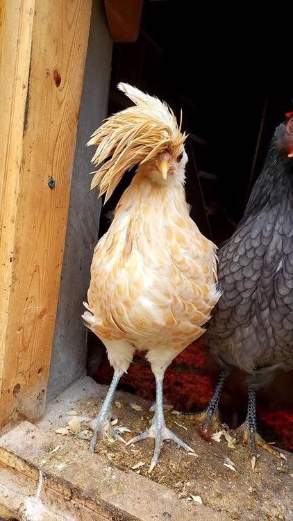 This chicken wants to speak to the manager 😬 Fluffy Chicken, Chicken Drawing, Chicken Pictures, Fancy Chickens, Beautiful Chickens, Cute Chickens, Chicken Humor, Chicken Breeds, Pet Chickens