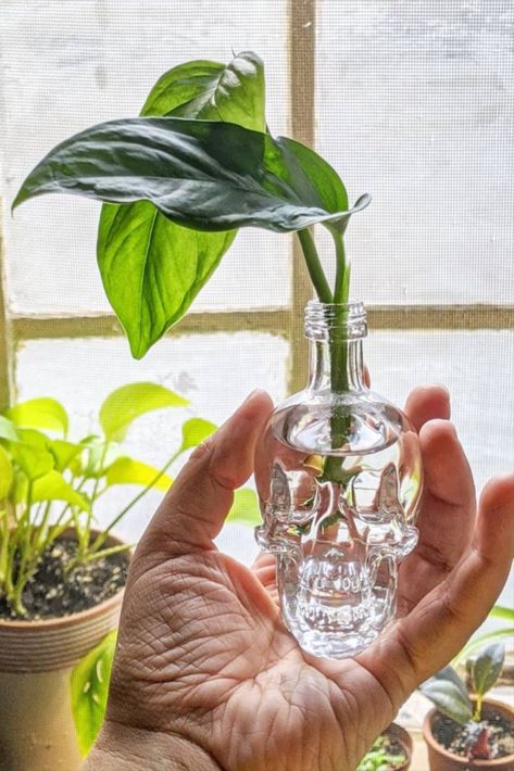 Reuse your Crystal Head Vodka empty as a planter! Skull Bottle Ideas, Diy Plant Ideas, Skull Vodka Bottle, Crystal Skull Vodka, Sugar Skull Planter, Crystal Head Vodka, Skull Bottle, Sugar Skull Decor, Skull Planter