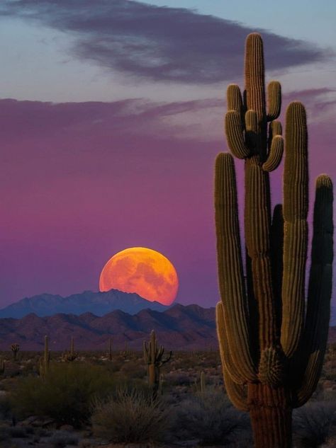 Foto Cowgirl, Apache Junction, Beautiful Landscape Photography, Pretty Landscapes, Desert Sunset, Sky Color, Beautiful Places On Earth, Beautiful Pics, Beautiful Moon