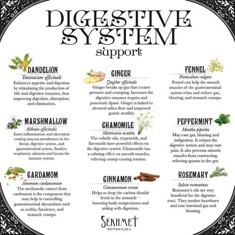 Herbs For Stomach, Herbs For Digestive Health, Herbs For Stomach Problems, Herbs For Gas Relief, Medicinal Herbs Remedies, Stomach Cramps, Health Tea, Healthy Lifestyle Quotes, Magic Herbs