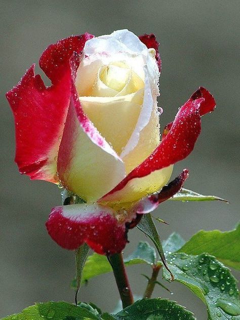 Rose Belle, Rare Roses, Rose Seeds, Red And White Roses, Beautiful Flowers Photography, Rose Bush, Beautiful Rose Flowers, Bulb Flowers, Colorful Garden