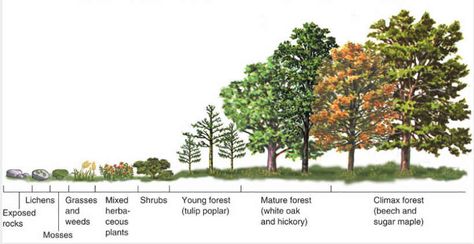 7.10.C Community Assembly; Ecological Succession; Primary Succession; Bare rock-Forest Forest Succession Diagram, Forest Farming, Forest Gardening, Logging Camp, Ecological Succession, Paint Nature, Nitrogen Fixation, Drawing Tree, Edible Gardening