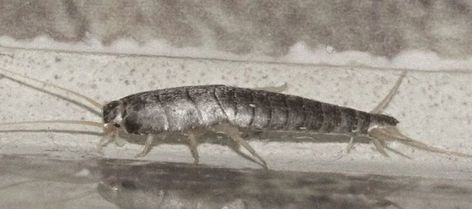 I told my husband we have a pest problem. Turns out we have to wait 18 years for them to move out. Don't wait 18 years for silverfish to move out. Call us today (407) 339-7119. #silverfish #pests #rhmillerpest #pestcontrolcompany #centralflorida #orlando #lakenona #florida https://www.rhpest.com/silverfish-nuisance-or-nothing-to-worry-about/ Silver Fish Bug, Get Rid Of Silverfish, Get Rid Of Spiders, House Spider, Cedar Oil, Contaminated Food, Biggest Elephant, Bug Control, Small Insects