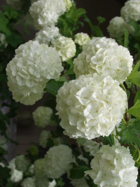 Snowball Tree Viburnum Opulus, Viburnum Snowball Trees, Snowball Bushes, Viburnum Flower, Snowball Plant, Tv Unit Wall, Viburnum Opulus Roseum, Snowball Bush, Snowball Tree