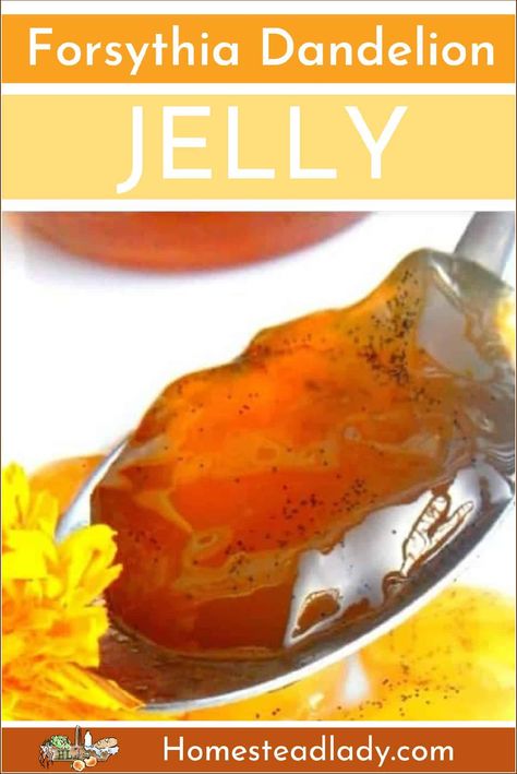 FORSYTHIA DANDELION JELLY Goldenrod Jelly Recipe, Dandelion Jelly Recipe Without Pectin, Chamomile Jelly, Forsythia Jelly Recipe, How To Make Honeysuckle Jelly, Herbal Vinegar, Dandelion Benefits, Dandelion Jelly, Golden Tea