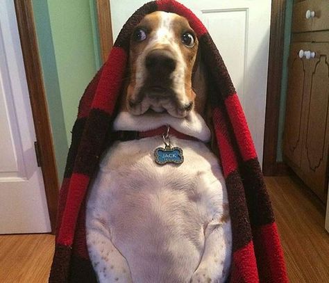 Basset Hound Funny, Basset Dog, Basset Puppies, Tattoo Nature, Animals Tattoo, Hound Dogs, Basset Hound Puppy, Hound Puppies, Basset Hound Dog