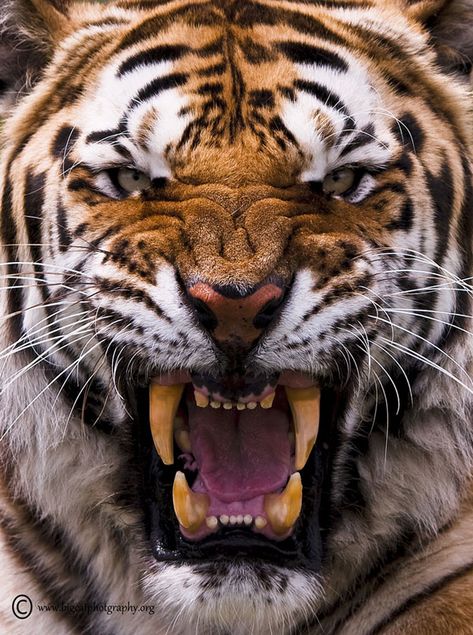 Tiger Photography - Edge of Extinction Tiger Fotografie, Tiger Photography, Big Cats Photography, Angry Tiger, Amur Tiger, Tiger Pictures, Tiger Art, Majestic Animals, Cheetahs